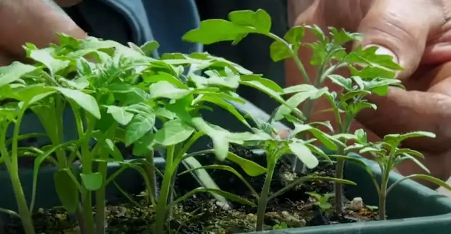 Will gophers eat tomato plants