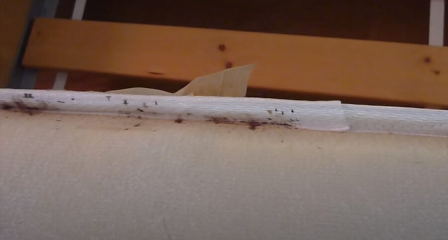 Bed Bug Poop