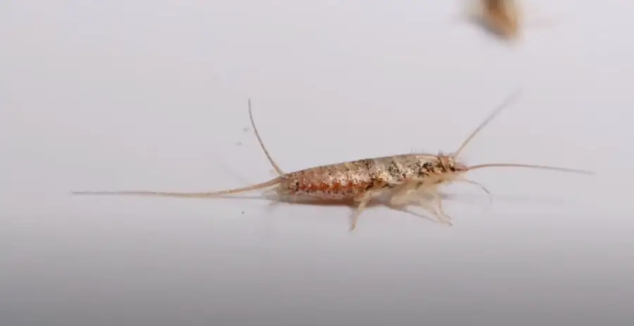 Do Silverfish Have Wings