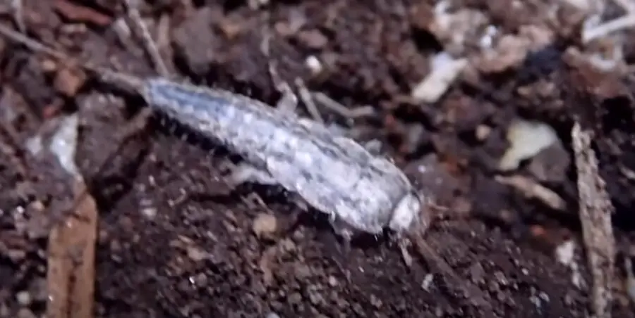 Do Silverfish Make Noise