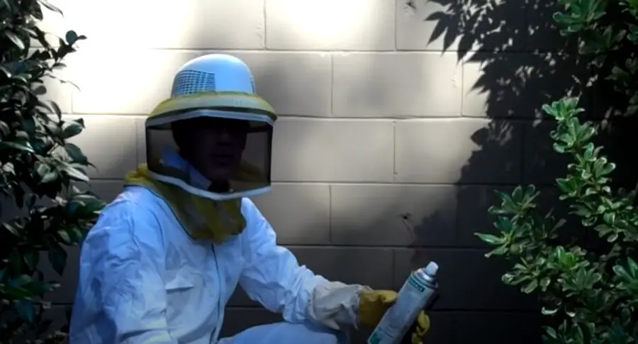 Get Rid of Yellow Jackets In a Wall