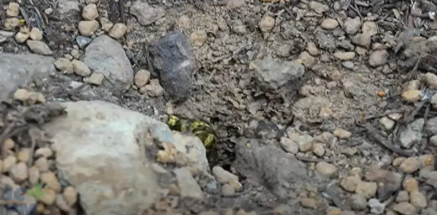 Identify a Yellow Jacket Nest in The Ground