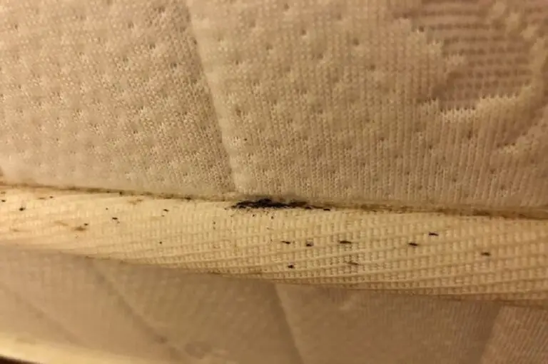 Is It Lint or Bed Bugs? {How To Identify Here} {How To Easily Tell The