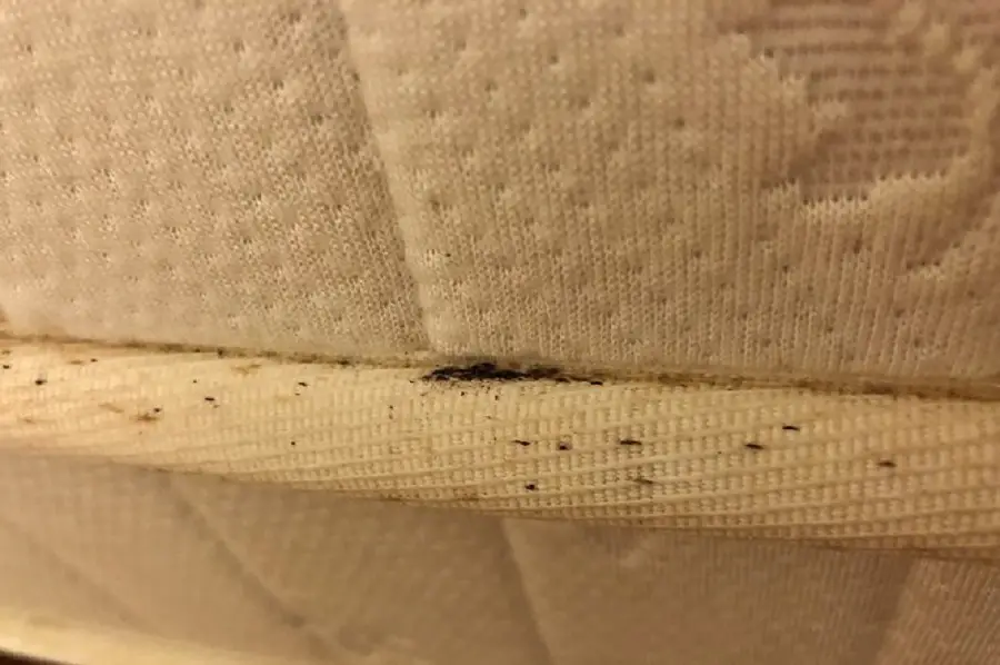Is It Lint or Bed Bugs