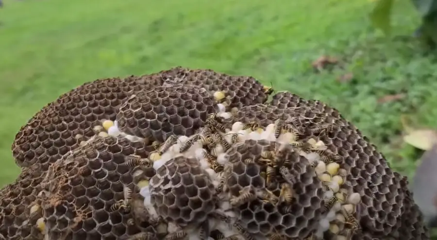 Will Bleach Kill a Yellow Jacket Nest