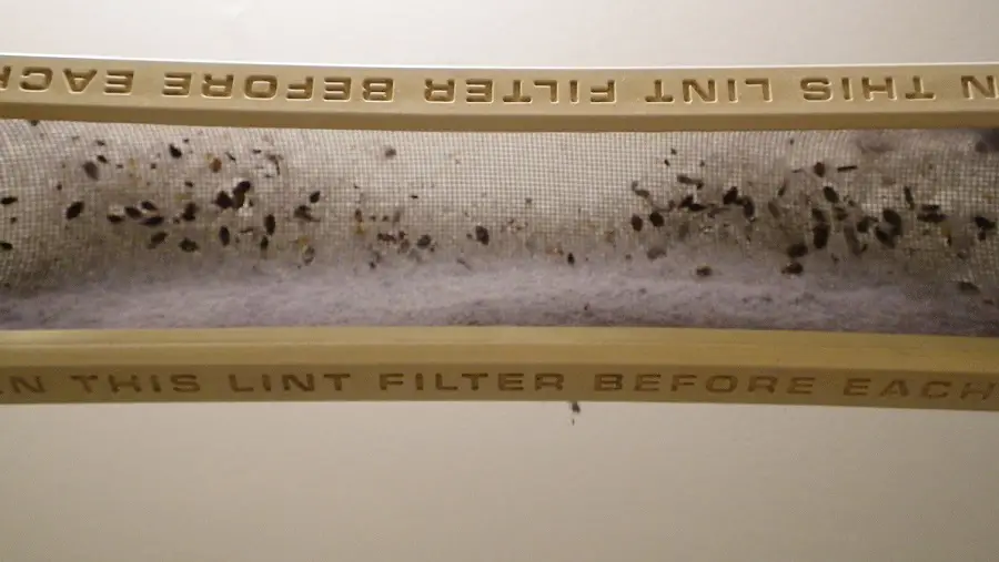 bed bugs in lint filter