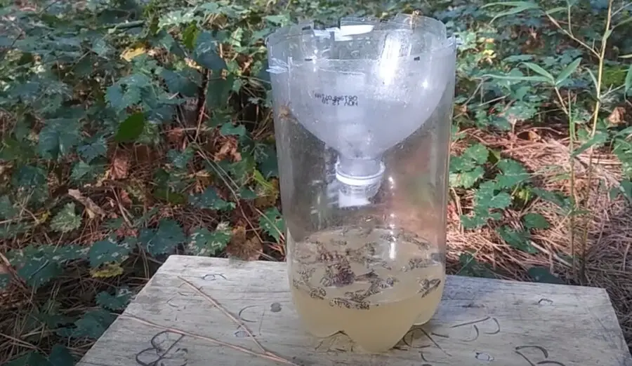 diy yellow jacket trap