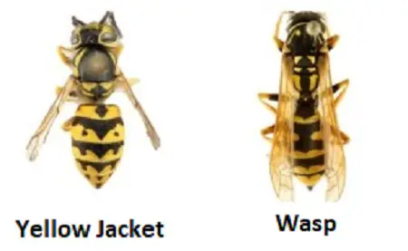 Difference Between a Yellow Jacket and a Wasp