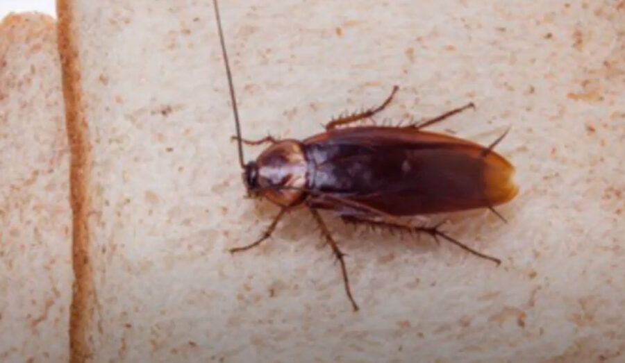 Do Cockroaches Have Teeth