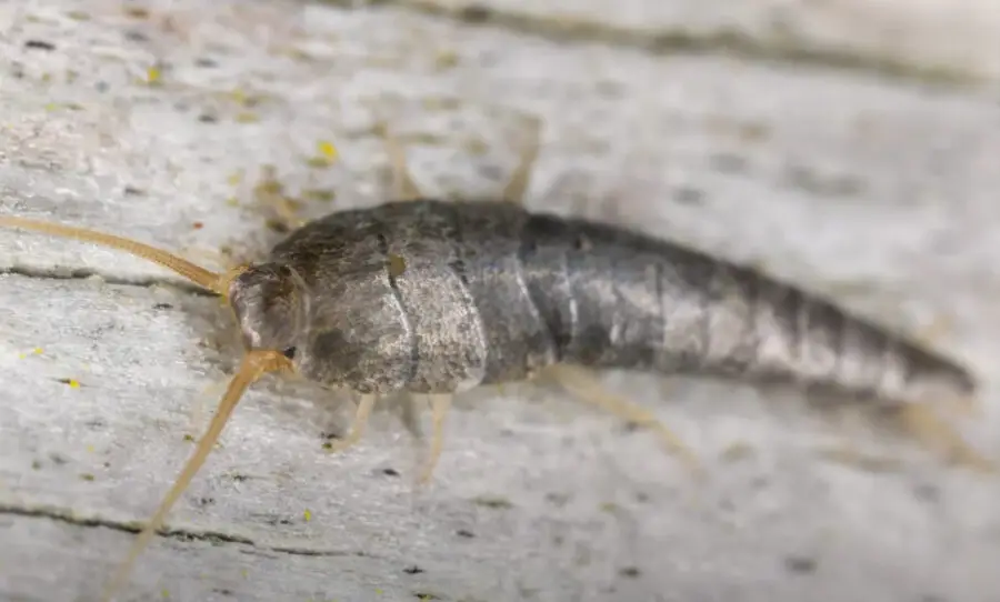 How to Get Rid of Silverfish in the Ceiling