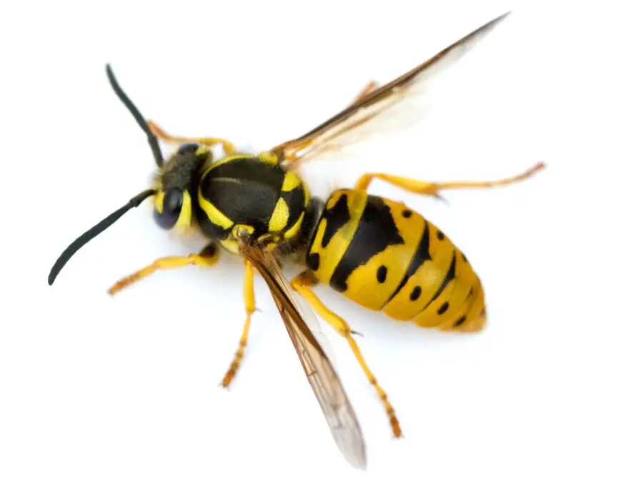 What Does a Yellow Jacket Look Like