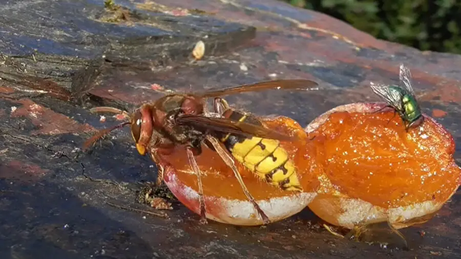 Will Yellow Jackets Sting at Night