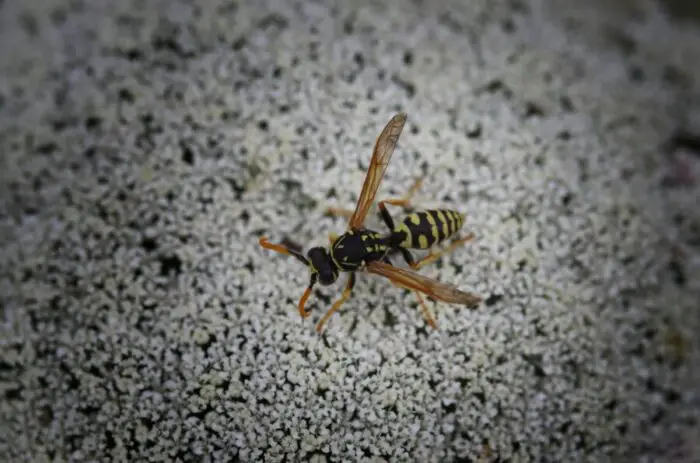 Sevin Yellow Does Sevin Dust Kill Yellow Jackets? {Is It Harmful?}