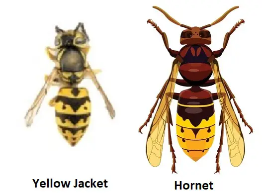 difference between a Yellow Jacket and a Hornet