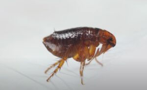 How Far Can Fleas Travel? {Can They Travel Without A Host?}