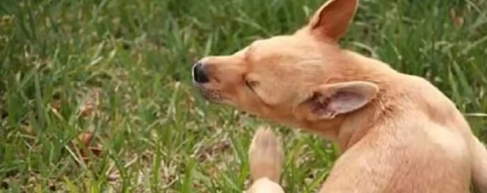 How to Remove Stick Tight Fleas From Dog Treatment Tips Explained