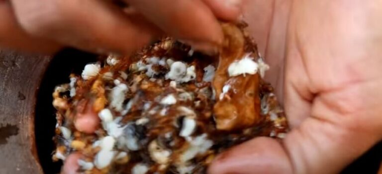 Can You Eat Ants Alive? {Will You Get Sick?}