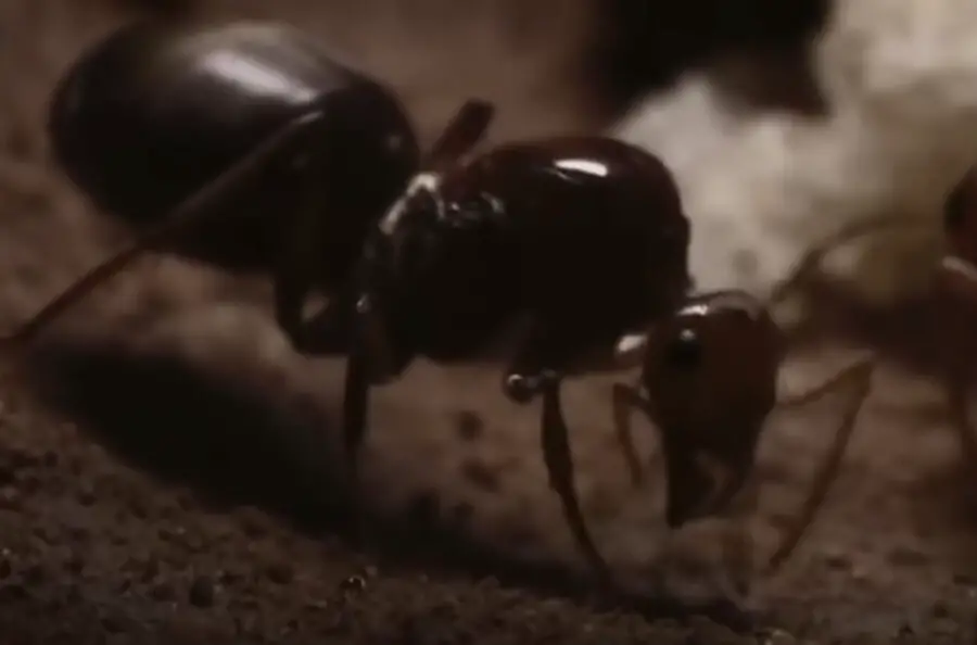 Do Ants Pee Acid