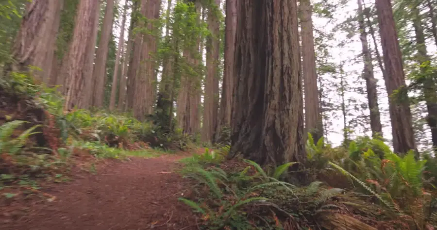 Do Termites Eat Redwood