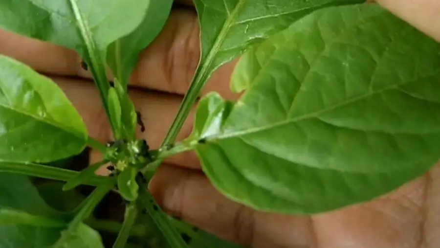How To Get Rid of Ants From Chilli Plants