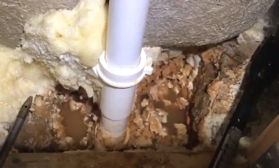 Termites Coming Out of Bathtub Drain