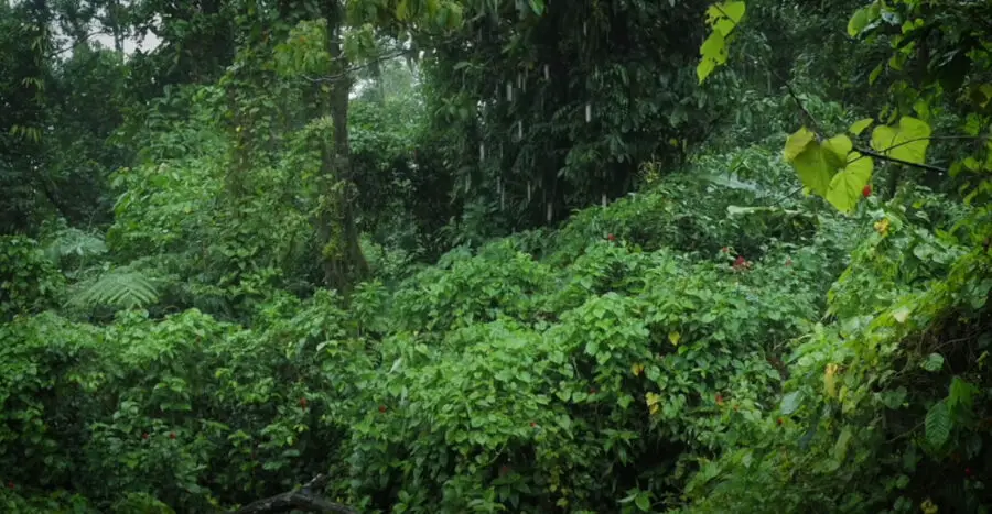 What Eats Termites in the Rainforest