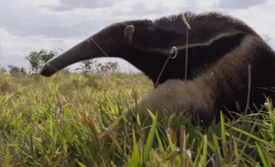 What Eats Termites in the Savanna