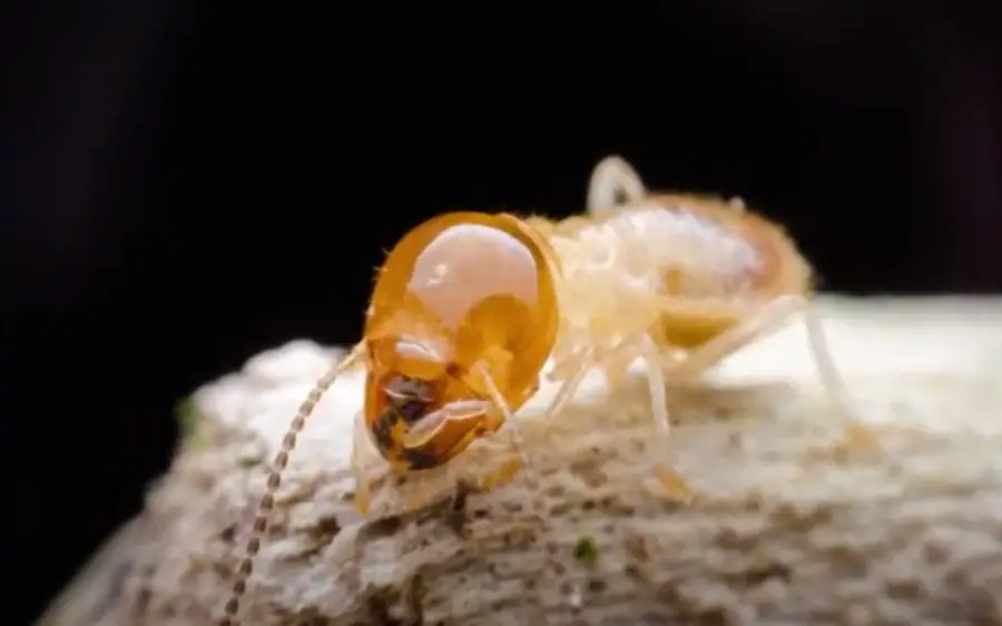 Where Do Drywood Termites Come From
