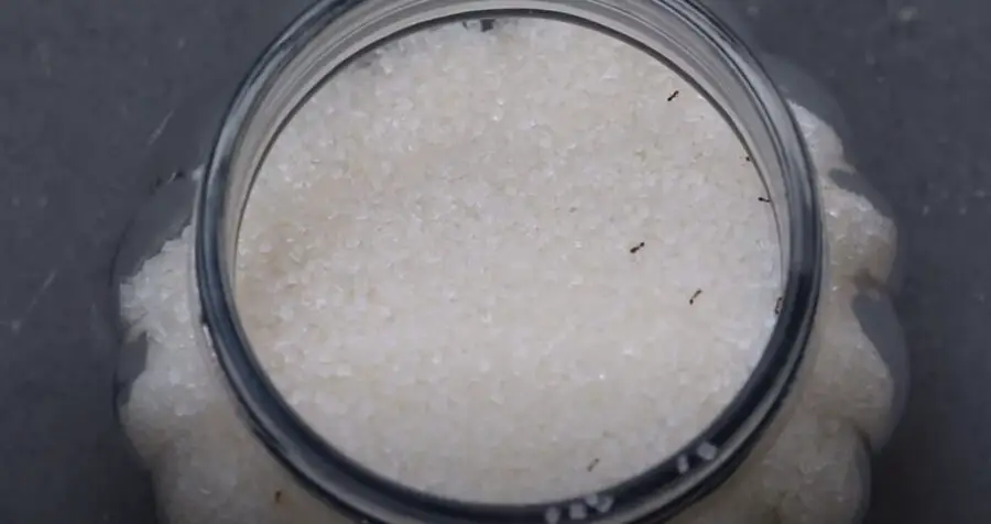 Why Do Ants Love Sugar