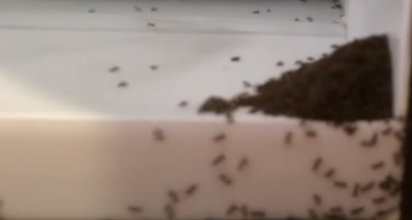 Will Ants Die in the Freezer