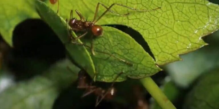 Do Ants Take Fall Damage? {Do They Fear Heights?}