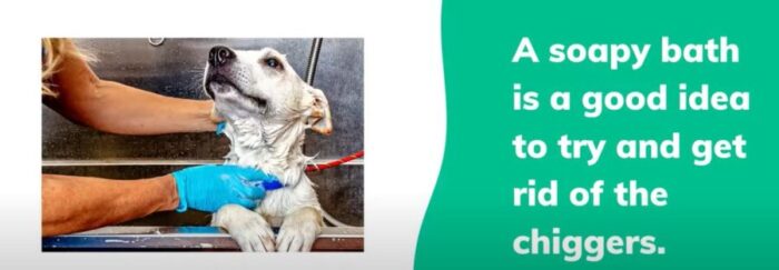 Can Dogs Bring Chiggers in the House? {Do Chiggers Go After Dogs?}