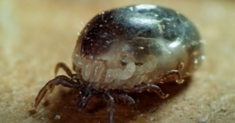 Can You Drown a Tick? {Best Way To Kill A Tick Explained}