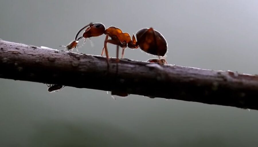 do-ants-eat-wood-top-13-wood-destroying-ants