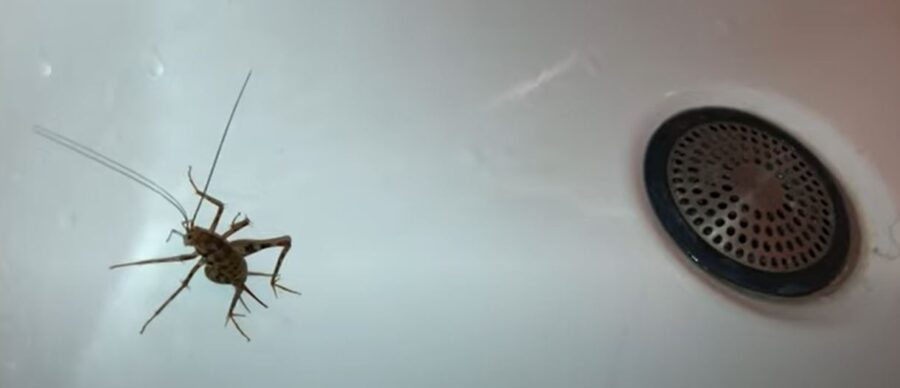 Why Do Camel Crickets Jump at You? Are They Aggressive?