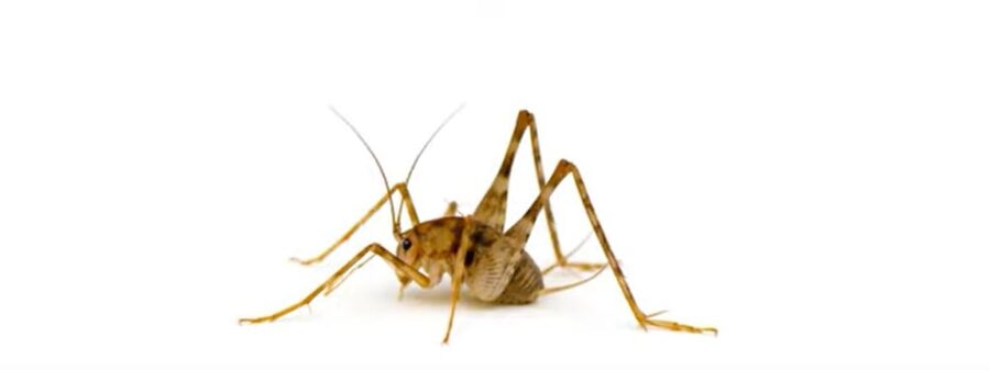 Why Do Camel Crickets Jump at You? Are They Aggressive?