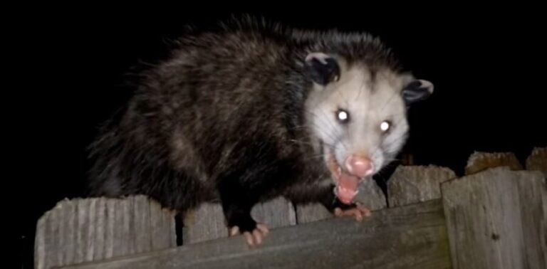 Rat vs. Possum {12 Ways to Tell the Difference}