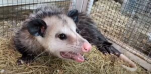 Rat vs. Possum {12 Ways to Tell the Difference}