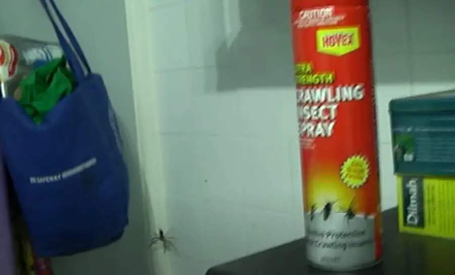 Will Raid Hornet Spray Kill Spiders