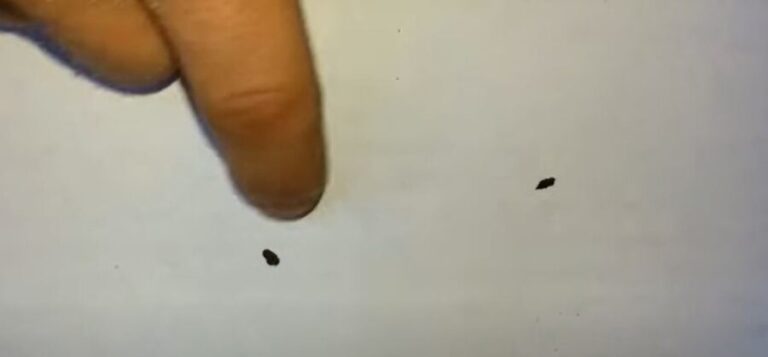 Why Do Mice Poop So Much How Many Times Do Mice Poop A Day 