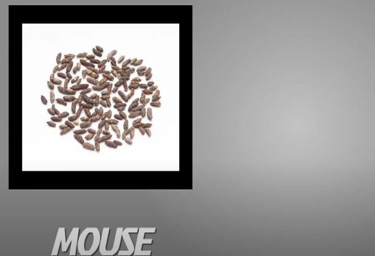 Why Do Mice Poop So Much? {How Many Times Do Mice Poop a Day?}