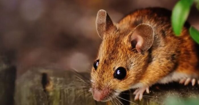 Do Mice Come Back Once Released? {How Far To Release a Mouse}