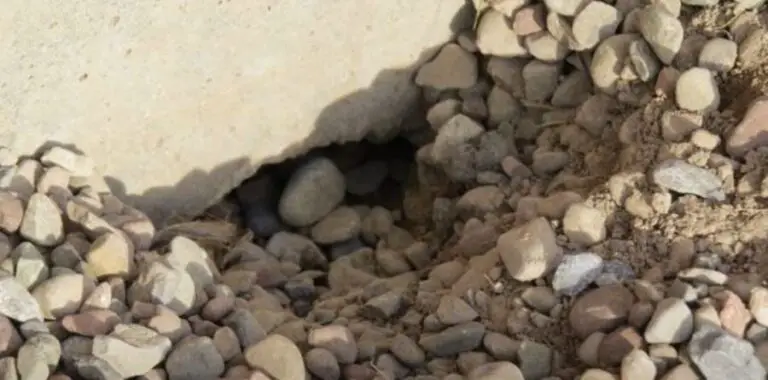 How Deep Will Rats Dig thepestmanagement.com