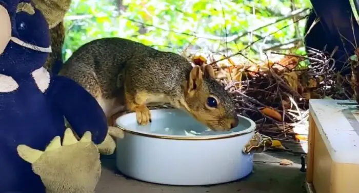 Where Do Squirrels Get Their Water? {How Much Do They Need?}