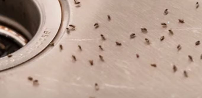 how-are-gnats-getting-in-my-fridge-and-freezer-do-gnats-carry-diseases