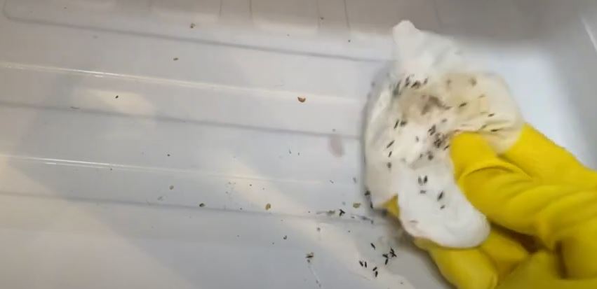 how-are-gnats-getting-in-my-fridge-and-freezer-do-gnats-carry-diseases