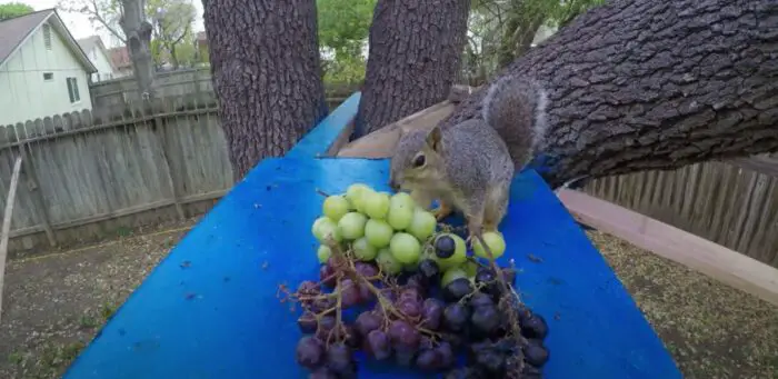 Can Squirrels Eat Grapes? The Ultimate Food List For Squirrels