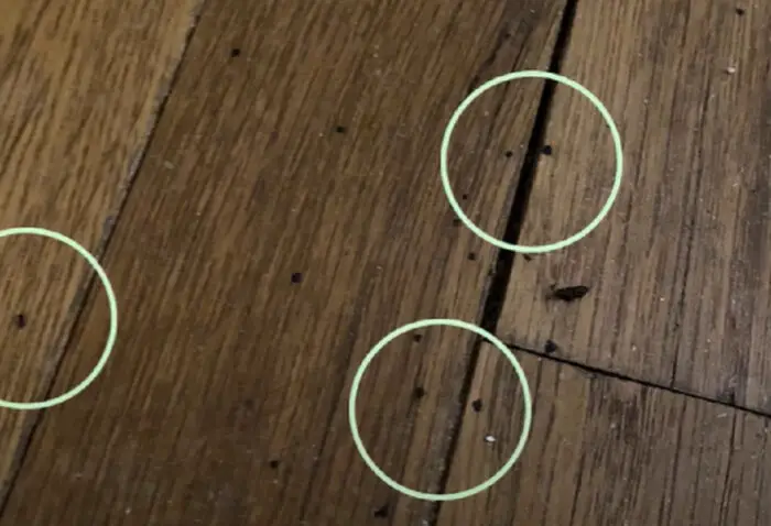 What Does Bed Bug Poop Look Like On Wood? {How To Identify}